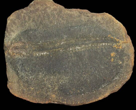 Didontogaster Fossil Worm (Pos/Neg) - Mazon Creek #101468